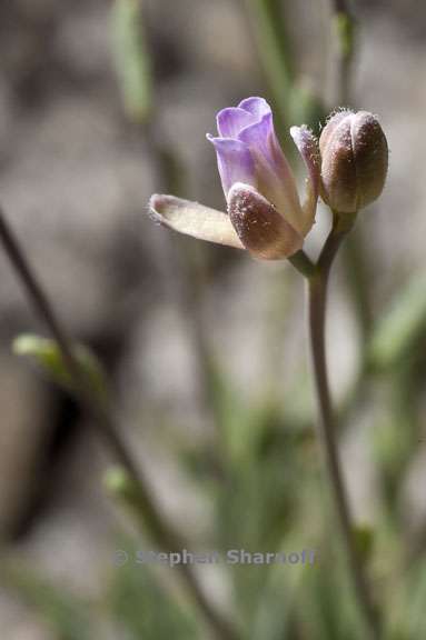 boechera platysperma 2 graphic